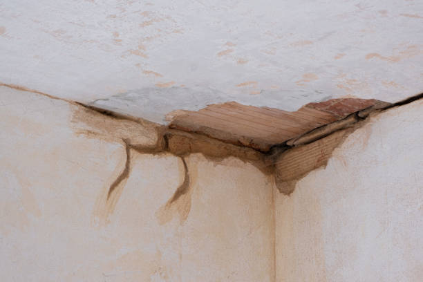 Best Professional water damage repair  in Lamoni, IA